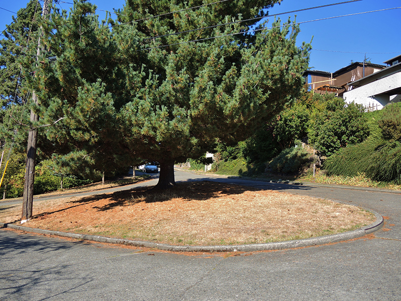 Rainier Place with trees