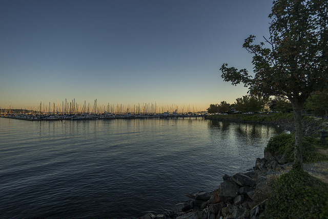 Shoreline at Smith Cove