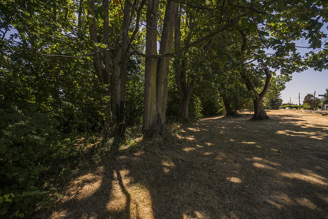 Thorndyke Park trees and lawn
