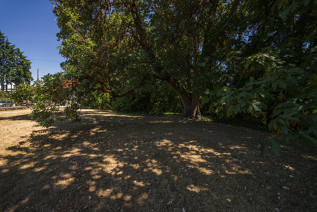 Thorndyke Park trees