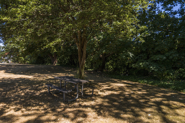 Thorndyke Park picnic table under tree
