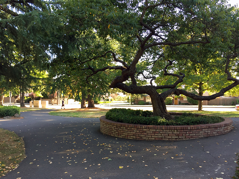 View Ridge Playfield plantings