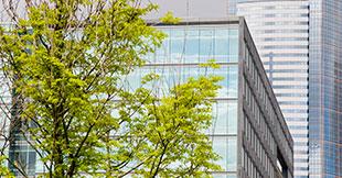 A tree with light green leaves is emphasized with a glass high rise building behind it.