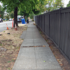 Sidewalk broken and raised by tree roots, exposing half the panel's thickness.