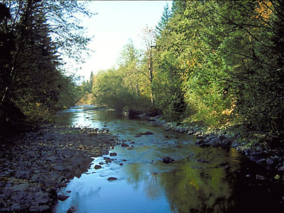Upper Watershed: Above Chester Morse Lake, the Cedar River provides excellent spawning habitat for endangered bull trout.