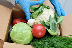 Gloved hands loading produce into a carboard box.