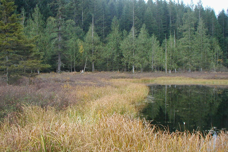 Eagle Ridge Fen is part of an extensive wetland in the upper watershed that includes both acidic bog habitat and richer fens. Fens have flowing water that provides higher nutrient levels than bogs.