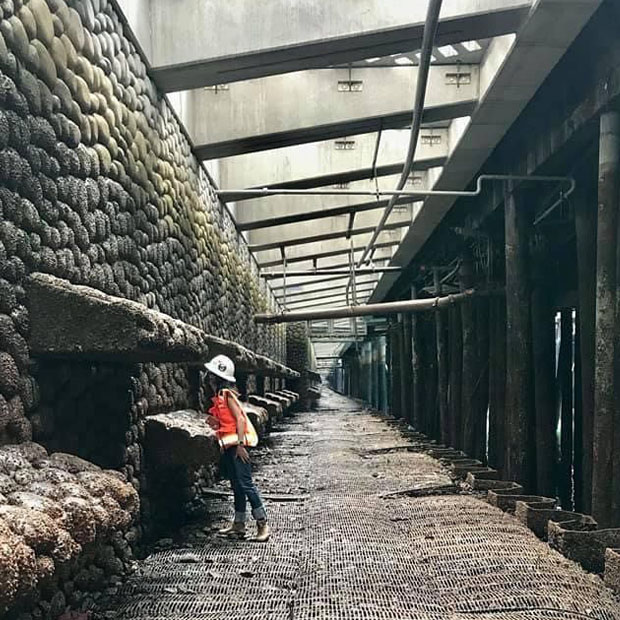 The glass bricks embedded in the Park Promenade bring light into the rebuilt seawall below, which benefits marine life. The seawall also has many textured surfaces to encourage a healthy habitat.